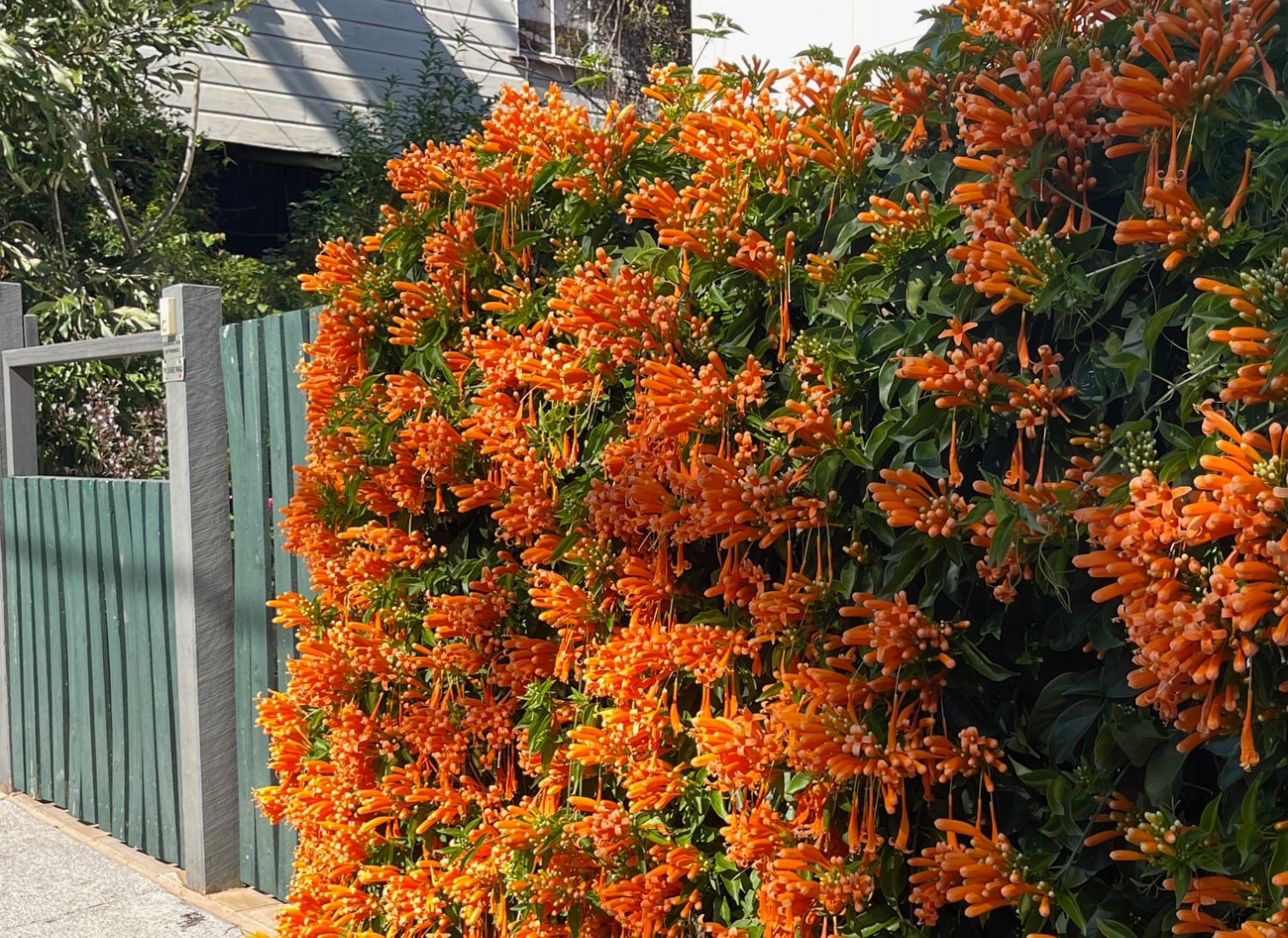 Fence lights up the winter days
