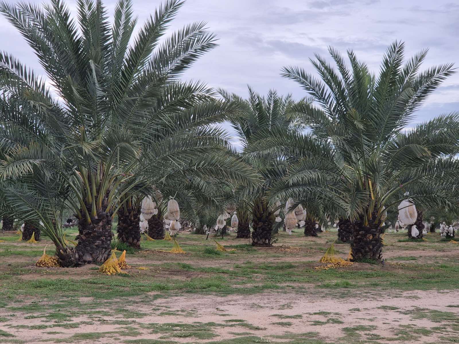 Date Farm in full fruit and attracting significant tourism
